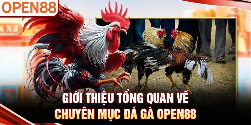 Giới thiệu tổng quan về chuyên mục đá gà OPEN88