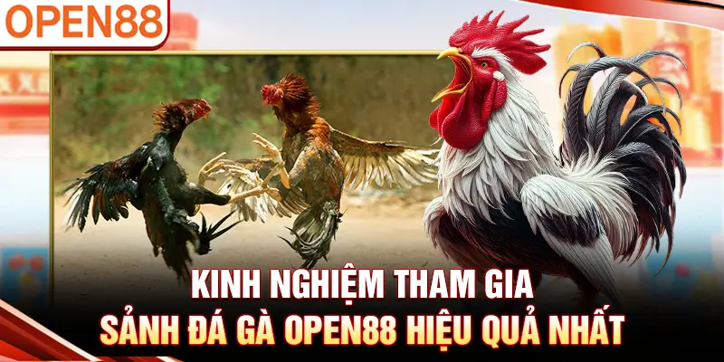 Kinh nghiệm tham gia sảnh đá gà OPEN88 hiệu quả nhất
